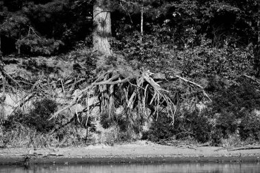 Wisconsin göl kıyısında, yatay ağaç kökleri.