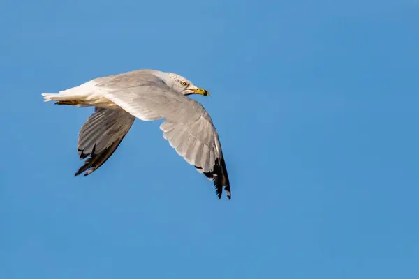 stock image Ring-billed Gull (Larus delawarensis) flying in a blue sky with copy space, horizontal