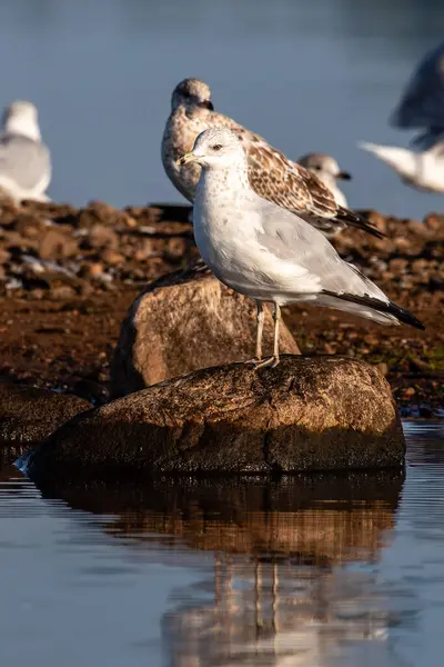 stock image Ring-billed Gull (Larus delawarensis) on a small rock pile in the middle of a lake, vertical