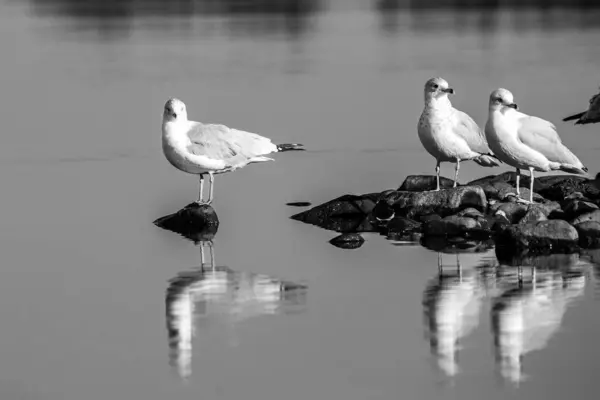 stock image Ring-billed Gull (Larus delawarensis) on a small rock pile in the middle of a lake, horizontal