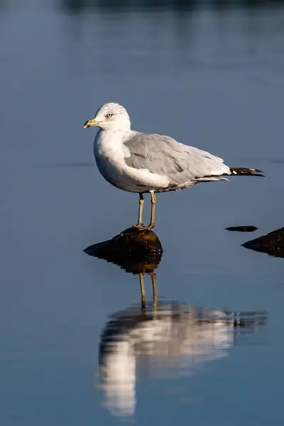 stock image Ring-billed Gull (Larus delawarensis) on a small rock pile in the middle of a lake, vertical