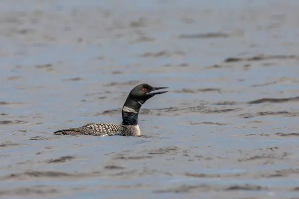 stock image Adult common loon (Gavia immer) calling on Lake Mohawkskin in Wisconsin, horizontal