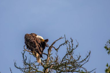 Kel Kartal (Haliaeetus leucocephalus) genç yetişkin, ölü bir ağaca tünemiş, fotokopi alanı, yatay