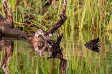 Mallard dişisi (Anas platyrhynchos) sahilin yanındaki suda, yatay