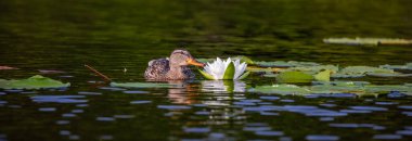 Mallard dişisi (Anas platyrhynchos) nilüferlerin yanında yüzer, panorama