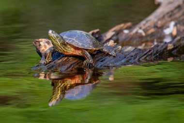 Batı Boyalı Kaplumbağa (Chrysemys picta) yazın bir kütükte sürünüyor, yatay olarak.