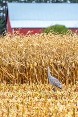 Wisconsin mısır tarlasında kum tepesi vinci (Grus canadensis) dikey