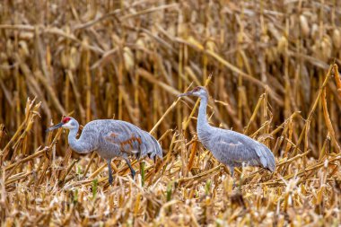 Bir yetişkin (Grus canadensis), Wisconsin mısır tarlasında beslenen bir çocuk.