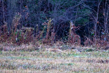 Beyaz kuyruklu geyik geyiği (Odocoileus virginianus) Wisconsin 'deki tekdüzelik sırasında ağaç dallarında koku bırakır.