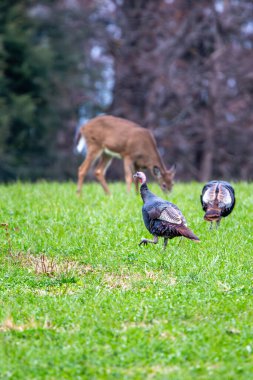 Wild turkeys (Meleagris gallopavo) in a Wisconsin field in autumn with a deer in the background, vertical clipart