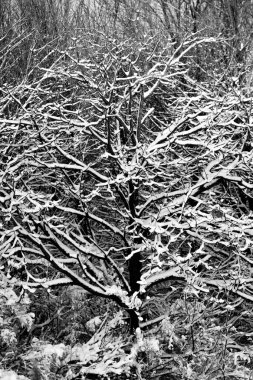 Wisconsin ormanı ocak ayında karla kaplı, siyah beyaz, dikey