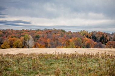Wisconsin tarım arazisinin yanındaki renkli ağaçlar, yatay