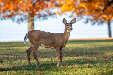 Ekim ayındaki Wisconsin sahasında beyaz kuyruklu geyik (Odocoileus virginianus)