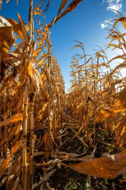 Wisconsin cornfields in October with sun and couds in the sky, vertical clipart