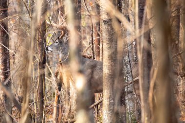 Yetişkin beyaz kuyruklu geyik geyiği (Odocoileus virginianus) tekdüze ve yatay olarak ormanda kamufle edilmiştir.