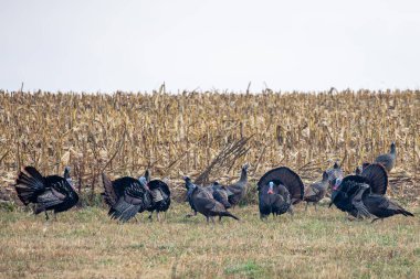 Vahşi Türkler (Meleagris dörtnala) sonbaharda bir mısır tarlasının yanında kasıla kasıla yürüyorlar.