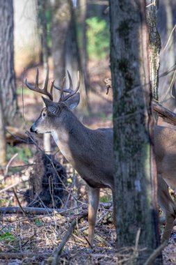 Yetişkin beyaz kuyruklu geyik geyiği (Odocoileus virginianus) tekdüze, dikey ormanda