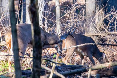 Yetişkin, beyaz kuyruklu geyik geyiği geyiği (Odocoileus virginianus), geyik boynuzu ve geyik dişi geyiği.