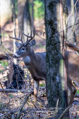 Yetişkin beyaz kuyruklu geyik geyiği (Odocoileus virginianus) tekdüze, dikey ormanda