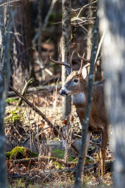 Yetişkin beyaz kuyruklu geyik geyiği (Odocoileus virginianus) tekdüze, dikey ormanda