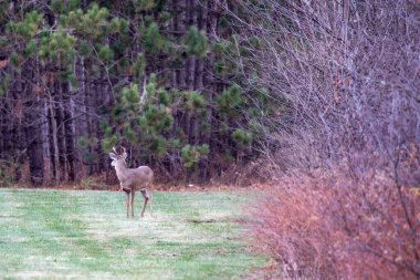 Yetişkin beyaz kuyruklu geyik geyiği (Odocoileus virginianus) tekdüze, yatay ormanda