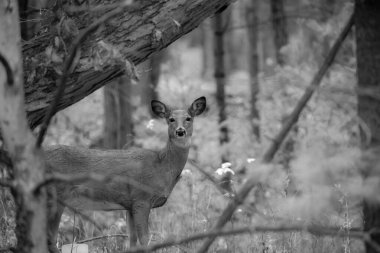 Genç dişi beyaz kuyruklu geyik (Odocoileus virginianus) Wisconsin ormanında, yatay olarak
