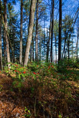 Winterberry (Ilex verticillata) mavi gökyüzü dikey Wisconsin ormanında