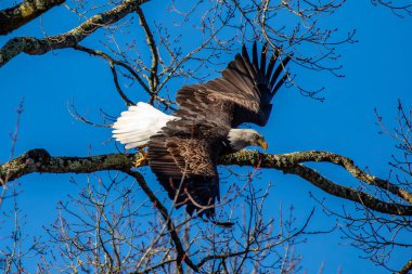 Yetişkin kel kartal (Haliaeetus leucocephalus) mavi gökyüzü ve yatay gökyüzü ile bir ağaçtan uçar.