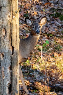 Genç beyaz kuyruklu geyik dişi (Odocoileus virginianus) Wisconsin ormanında, dikey