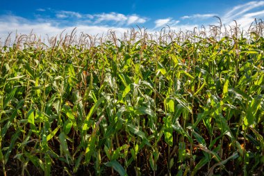 Wisconsin mısır tarlası sonbaharın başında, yatay