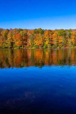 Ekim ayı başlarında Wisconsin Nehri 'ndeki renkli ağaçlar dikey