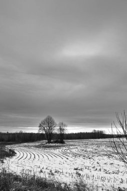 Wisconsin mısır tarlası Aralık ayının sonunda, dikey