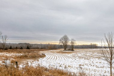 Wisconsin mısır tarlası Aralık ayının sonunda, yatay olarak.