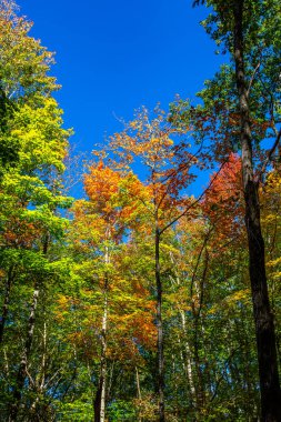 Ekim ayı başlarında mavi gökyüzü olan renkli Wisconsin ormanı, dikey