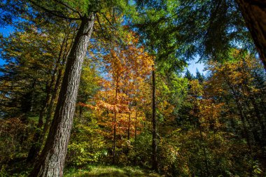 Ekim ayı başlarında renkli Wisconsin Ormanı, yatay