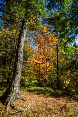 Colorful Wisconsin forest in early October, vertical clipart