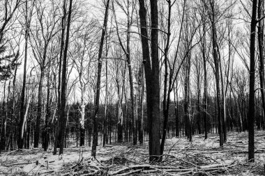 Sabahın erken saatlerinde kar yağan Wisconsin Ormanı, siyah beyaz, yatay
