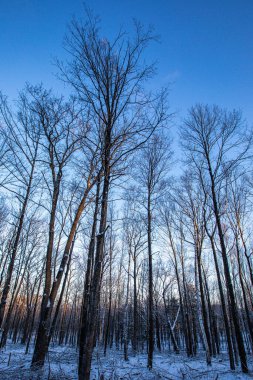 Wisconsin ormanı sabahın erken saatlerinde, dikey.