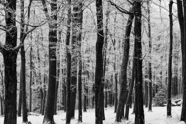 Siyah beyaz, yatay kar yağan Wisconsin Ormanı