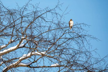 Kızıl kuyruklu Şahin (Buteo jamaicensis) kışın Wisconsin karaağaç yatay olarak tünedi.