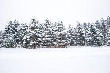 Wisconsin çam ağaçları Şubat ayında kar yağışı ile kaplı, yatay