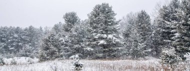Wisconsin çam ağaçları Şubat ayında kar fırtınası ve panorama ile kaplıdır.