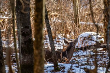 Beyaz kuyruklu geyik (Odocoileus virginianus) Ocak ayında bir Wisconsin ormanında yatay olarak yatar.
