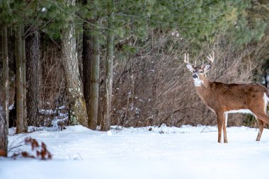 Beyaz kuyruklu geyik geyiği (odocoileus virginianus) Ocak ayında bir Wisconsin sahasında yatay olarak durur.