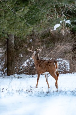 Beyaz kuyruklu geyik geyiği (odocoileus virginianus) Ocak ayında bir Wisconsin sahasında dikey durmaktadır.