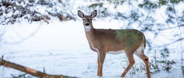 Beyaz kuyruklu geyik, dişi geyik (odocoileus virginianus) Ocak ayında bir Wisconsin sahasında, panorama