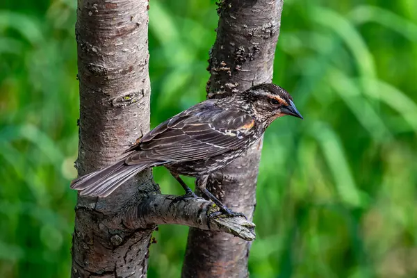 Kırmızı kanatlı Karatavuk Dişi (Agelaius phoeniceus) baharda yatay olarak bir ağaca tünemiştir.