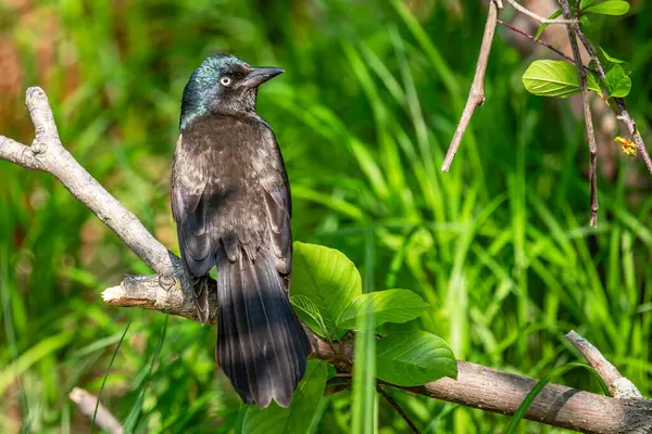 Genel Grackle (Quiscalus quiscula) yere yakın bir dala tünemiş, yatay