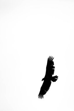 Kel kartal (Haliaeetus leusefalus) beyaz arka planda fotokopi uzayı ile uçan, siyah ve beyaz, dikey
