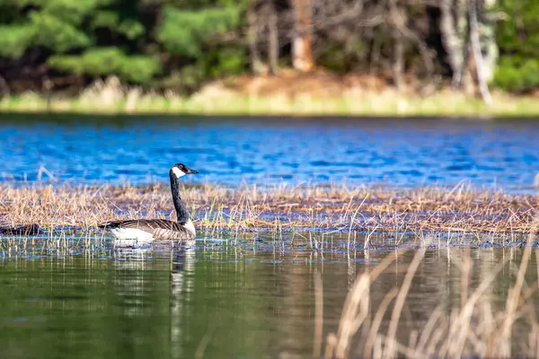 Mayıs ayında Nikomos Gölü 'nde yüzen Kanadalı kaz (Branta canadensis) yatay